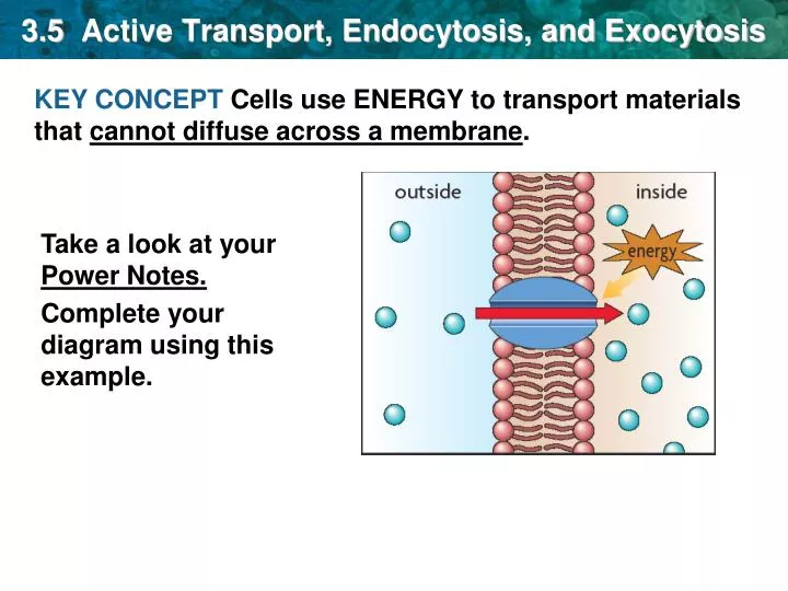 3 5 active transport endocytosis and exocytosis