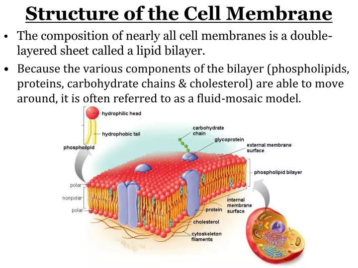 structure of the cell membrane