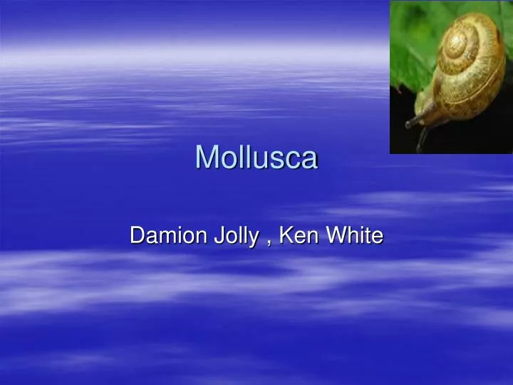 mollusca