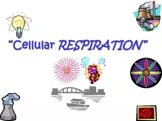 “Cellular RESPIRATION”
