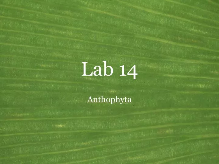 lab 14