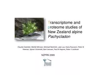 T ranscriptome and p roteome studies of New Zealand alpine Pachycladon