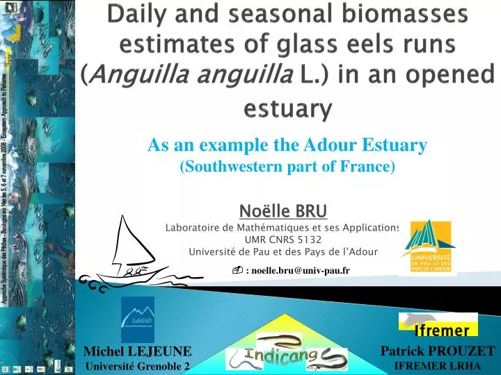 daily and seasonal biomasses estimates of glass eels runs anguilla anguilla l in an opened estuary