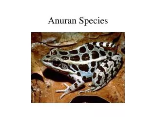 Anuran Species