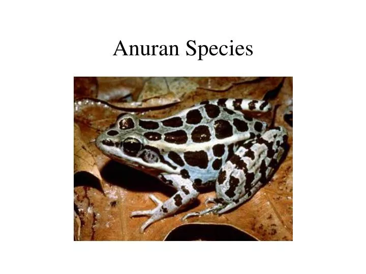 anuran species