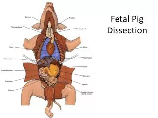 Fetal Pig Dissection