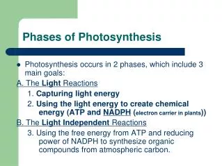 Phases of Photosynthesis