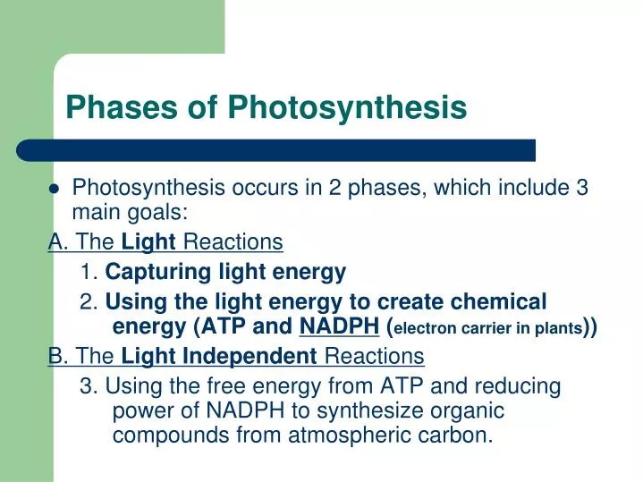phases of photosynthesis