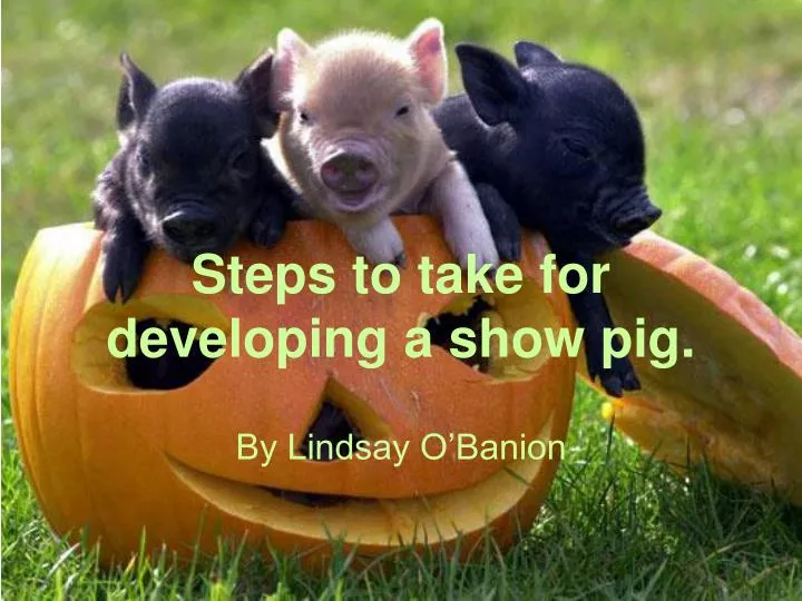 steps to take for developing a show pig