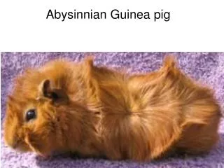 Abysinnian Guinea pig