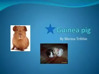 Guinea pig