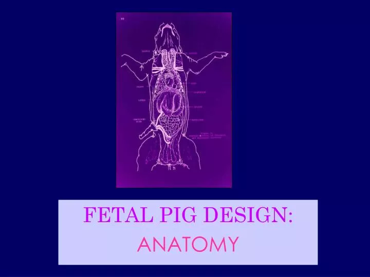 fetal pig design anatomy