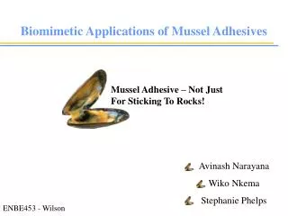 Mussel Adhesive – Not Just For Sticking To Rocks!