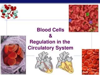 Blood Cells &amp; Regulation in the Circulatory System