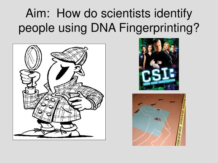 aim how do scientists identify people using dna fingerprinting