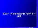 实验六 动植物染色体标本的制备与观察 - slide 1