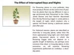 Understanding Plant Flowering: Light, Darkness, and Cross-Pollination Dynamics - slide 1