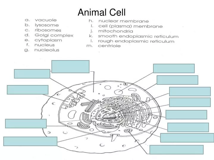 PPT - Animal Cell PowerPoint Presentation, free download - ID:7008173