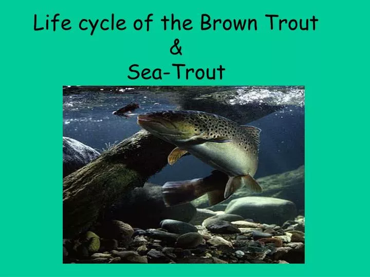 life cycle of the brown trout sea trout