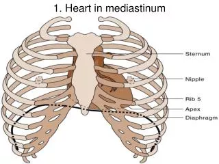 1. Heart in mediastinum