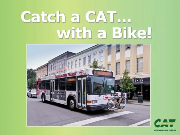 catch a cat with a bike