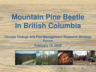 Mountain Pine Beetle In British Columbia