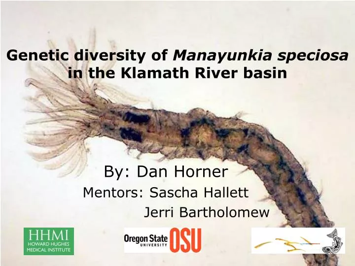 genetic diversity of manayunkia speciosa in the klamath river basin