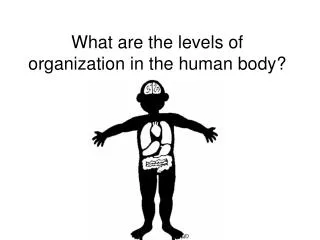 What are the levels of organization in the human body?