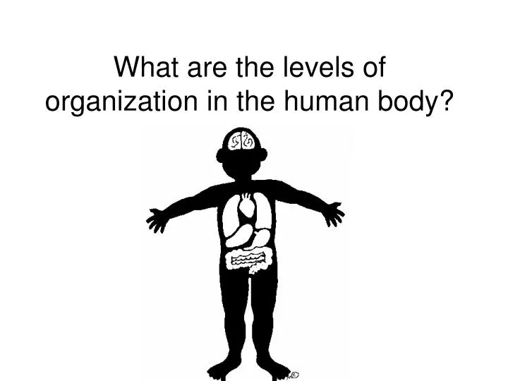 what are the levels of organization in the human body