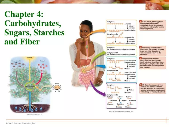 chapter 4 carbohydrates sugars starches and fiber