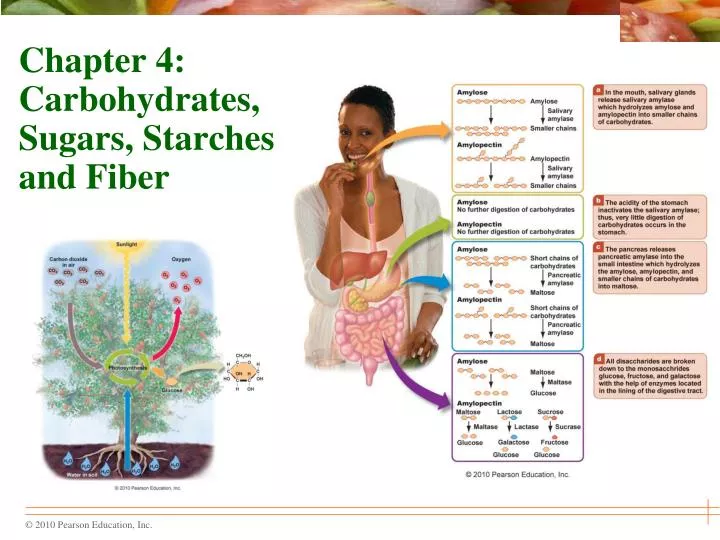 PPT Chapter 4 Carbohydrates, Sugars, Starches and Fiber PowerPoint