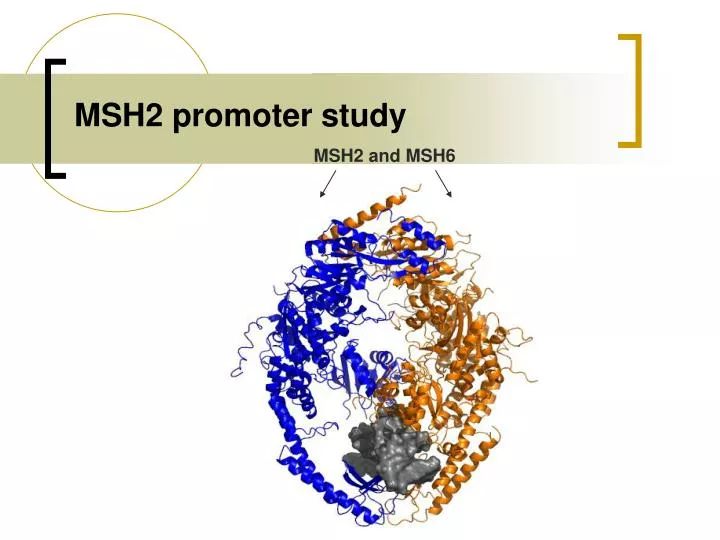 msh2 promoter study