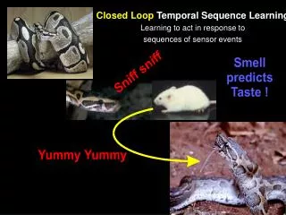 Closed Loop Temporal Sequence Learning Learning to act in response to sequences of sensor events