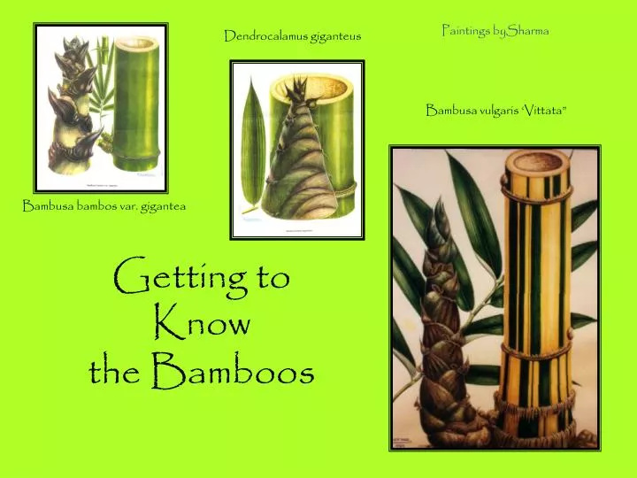 getting to know the bamboos