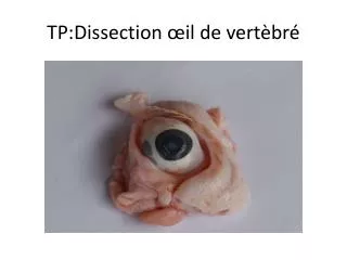 TP:Dissection œil de vertèbré