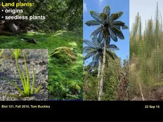 Land plants: origins seedless plants