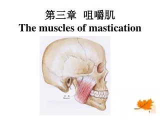 第三章 咀嚼肌 The muscles of mastication