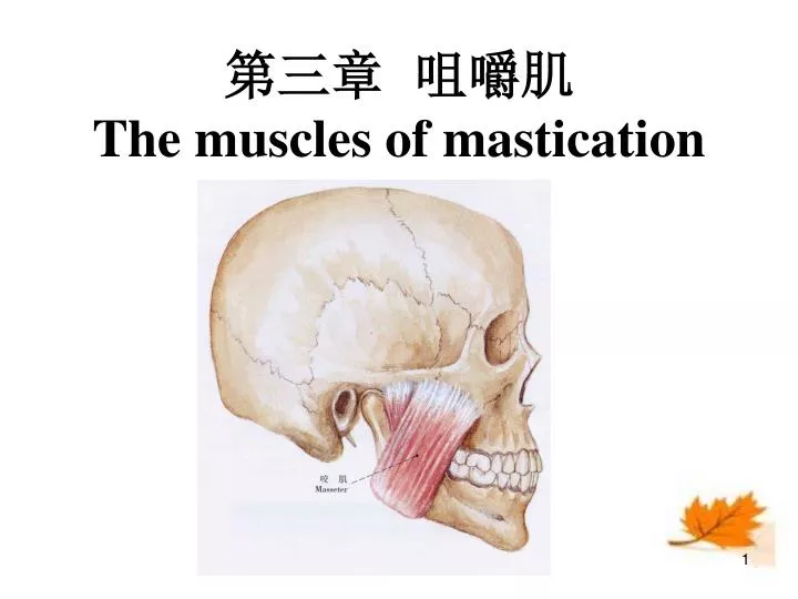 the muscles of mastication