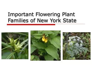 Important Flowering Plant Families of New York State
