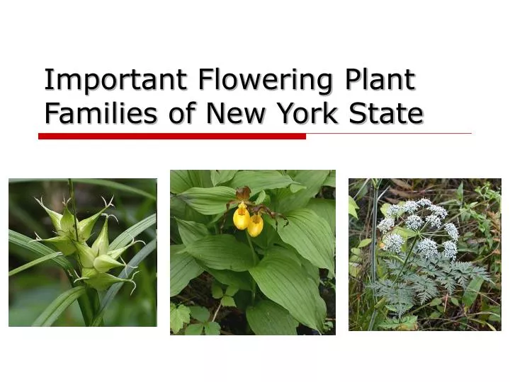 important flowering plant families of new york state