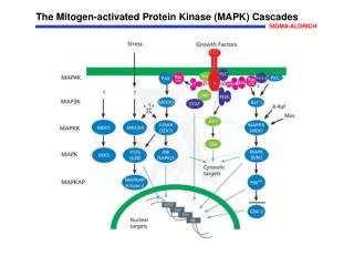 The Mitogen-activated Protein Kinase (MAPK) Cascades