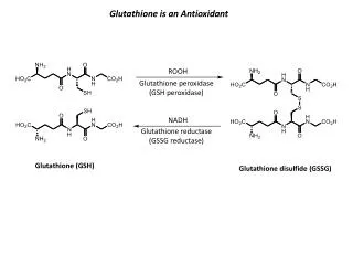 Glutathione is an Antioxidant