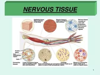 nervous tissue