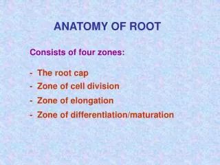 Consists of four zones: - The root cap - Zone of cell division - Zone of elongation