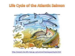 Life Cycle of the Atlantic Salmon