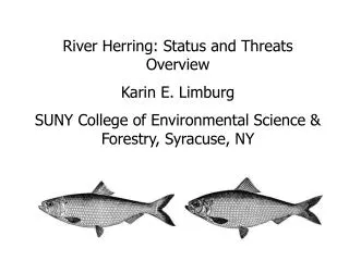 River Herring: Status and Threats Overview Karin E. Limburg