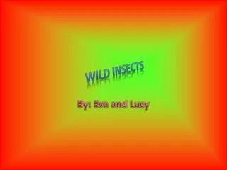 Wild Insects
