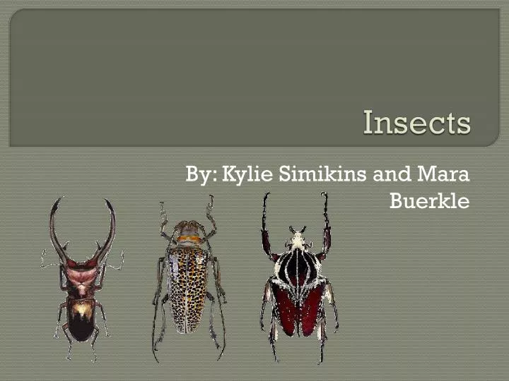 insects