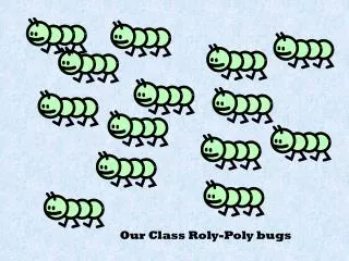 Our Class Roly-Poly bugs