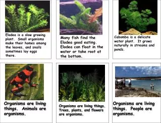 Many fish find the Elodea good eating. Elodea can float in the water or take root at the bottom.